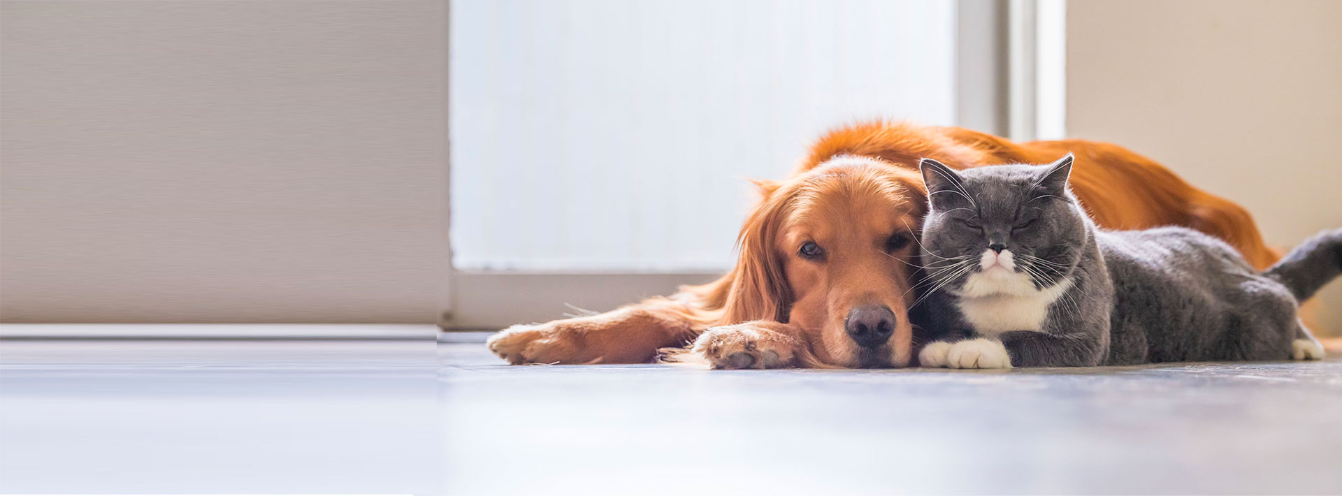 Kingsview Animal Hospital Kingstowne Alexandria VA